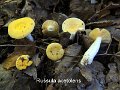 Russula acetolens-amf1752